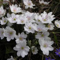 Печеночница азиатская сорта «Уайт Форест» (Hepatica asiatica 'White Forest')