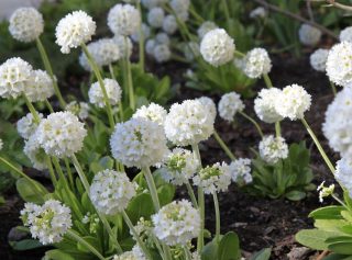 Примула мелкозубчатая сорта «Альба» (Primula denticulata 'Alba')