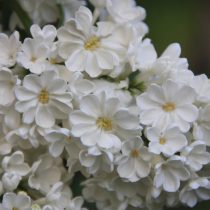 Сорт сирени «Рочестер» (Syringa vulgaris 'Rochester')