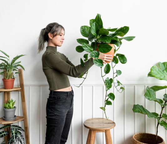 Выбираем комнатное растение: на что обратить внимание?