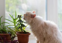12 комнатных растений безопасных для животных