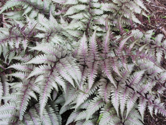 Кочедыжник ниппонский «Рэд Бьюти» (Athyrium niponicum 'Red Beauty') Кочедыжник ниппонский «Рэд Бьюти» (Athyrium niponicum 'Red Beauty')