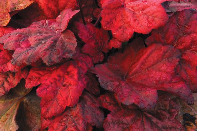 Гейхера «Отом Лифс» (Heuchera 'Autumn Leaves') Гейхера «Отом Лифс» (Heuchera 'Autumn Leaves')