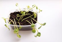 7 советов как предотвратить черную ножку у рассады