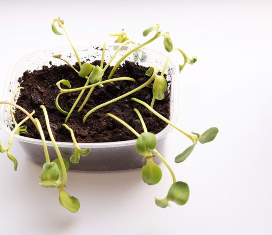 7 советов как предотвратить черную ножку у рассады - Цветник и ландшафт 7 советов как предотвратить черную ножку у рассады