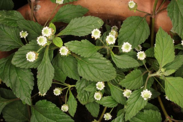 Фила сладкая (Phyla dulcis)
