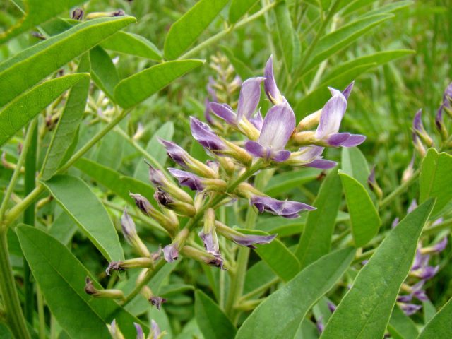 Солодка голая (Glycyrrhiza glabra)