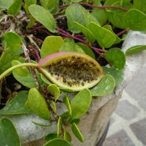 Каперсы (Capparis masaikai)