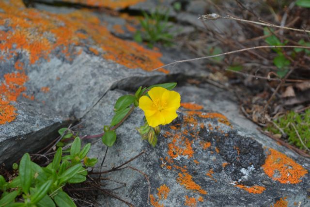 Солнцецвет арктический (Helianthemum arcticum)