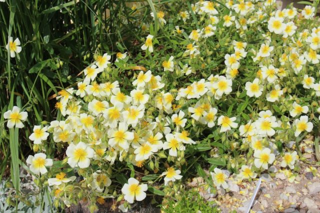 Сорт солнцецвета «Корниш Крим» (Helianthemum ‘Cornish Cream’)