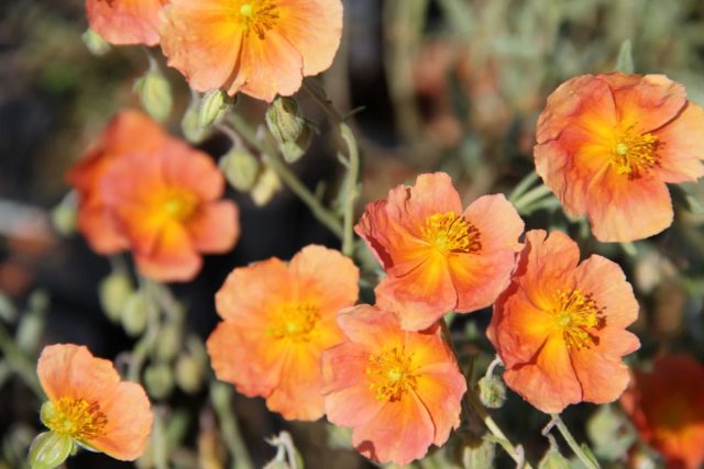 Сорт солнцецвета «Чевиот» (Helianthemum ‘Cheviot’)