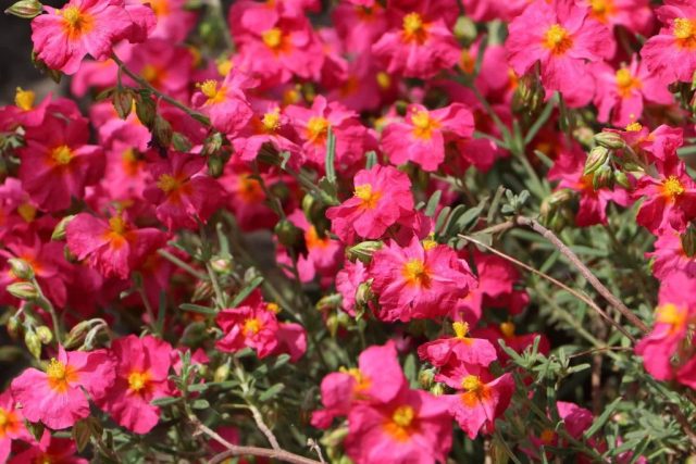 Сорт солнцецвета «Бен Хоуп» (Helianthemum ‘Ben Hope’)