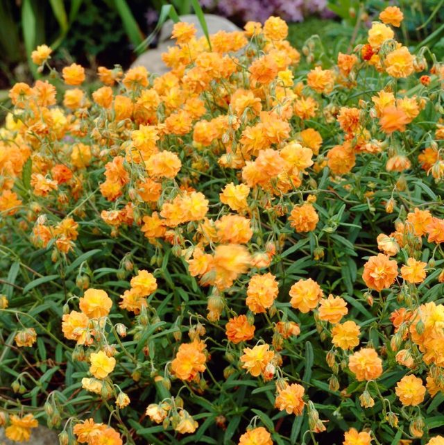 Сорт солнцецвета «Оранж Дабл» (Helianthemum ‘Orang Double’)