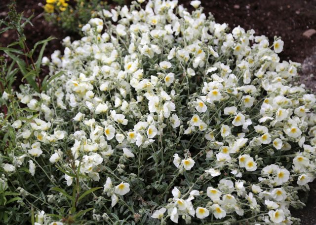 Сорт солнцецвета «Сноу Квин» (Helianthemum ‘Snow Queen’)