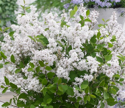 Цветущий сад — подбираем растения для патио - Цветник и ландшафт Цветущий сад. Подбираем растения для патио