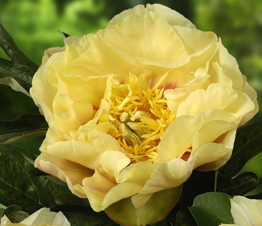 ИТО-пионы – особенности культуры и лучшие сорта