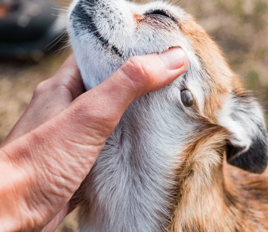 Как защитить своих питомцев от иксодовых клещей? - Животные Как защитить своих питомцев от иксодовых клещей