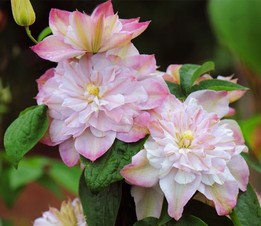 Клематис – король вертикального озеленения