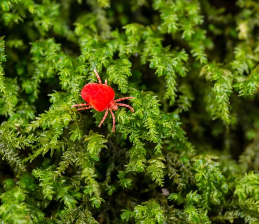 Красный бархатный клещ - помощник в борьбе с вредителями