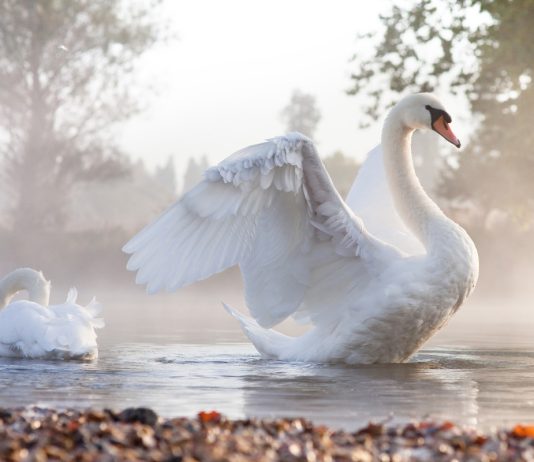 Лебеди - королевские птицы