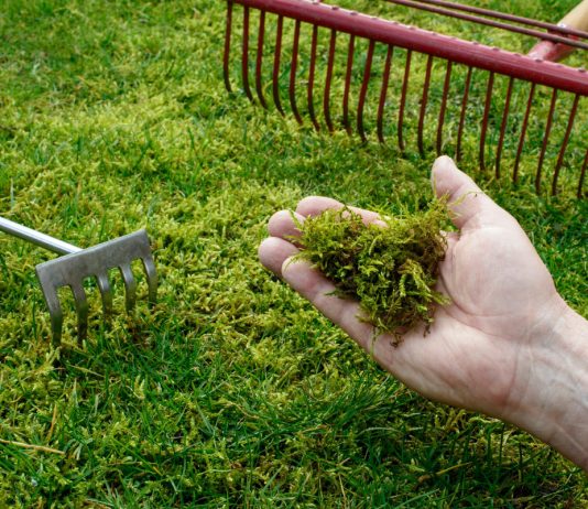 Мох на участке. Избавляемся без вреда для почвы