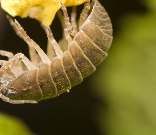 Мокрицы в квартире - как вывести навсегда