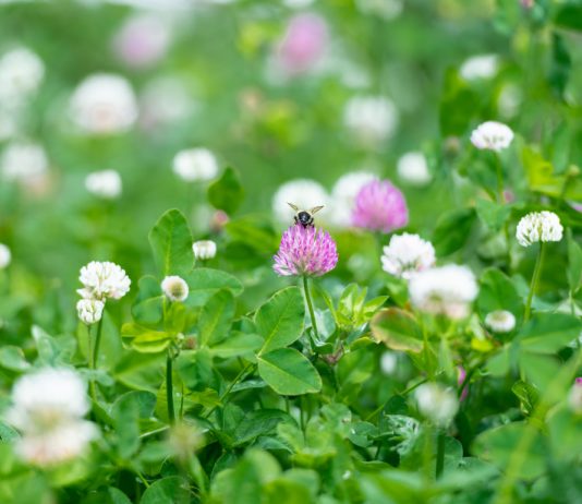 Почему вам стоит выращивать клеверный газон. Все секреты неприхотливого магнита для пчел