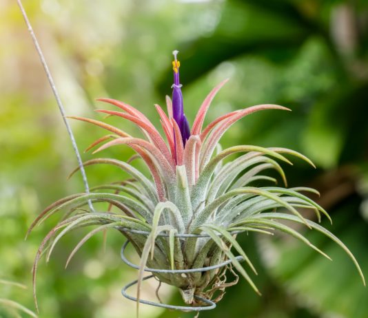 Растения, которым не нужен грунт! Знакомство с аэрофитами