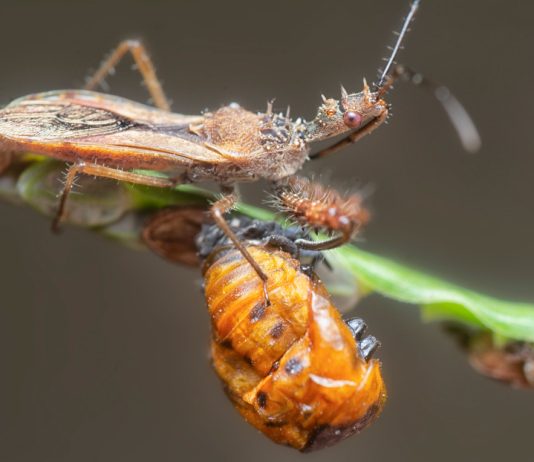 Сад под надежной защитой - привлекаем 19 насекомых защитников