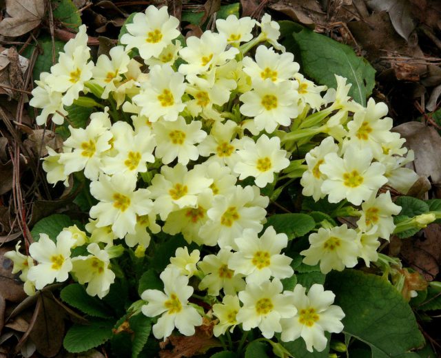 Примула обыкновенная (Primula vulgaris)