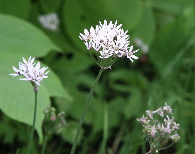 Лук ветвистый (Allium ramosum)