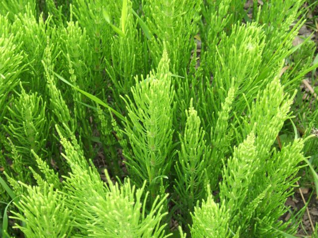 Полевой хвощ (Equisetum arvense)