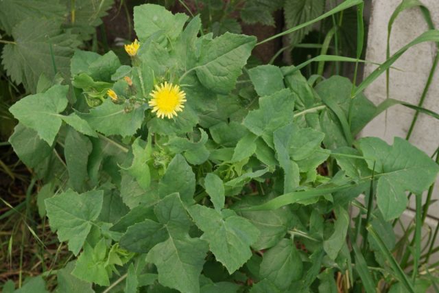 Осот огородный (Sonchus oleraceus)