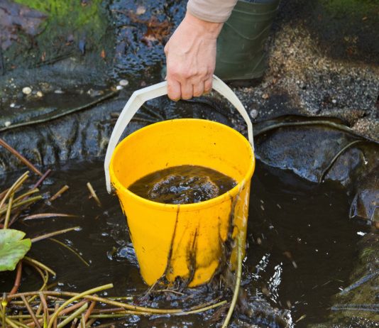 Пруд в саду весной — что важно сделать после зимы? - Цветник и ландшафт Уборка пруда весной