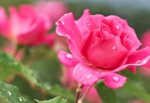 Уход за розами весной