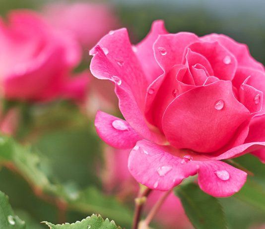 Уход за розами весной