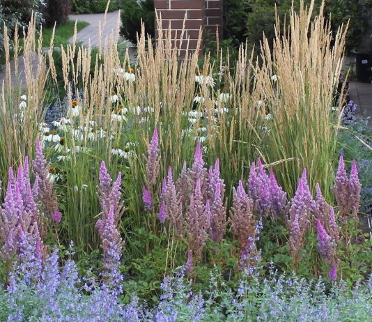 Украшаем сад декоративными злаками