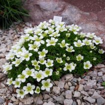 Камнеломка Арендса «Шнитепич» (Saxifraga arendsii ‘Schneeteppich’)