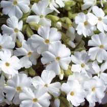 Флокс шиловидный сорта «Майшнее» (Phlox subulata ‘Maischnee’)
