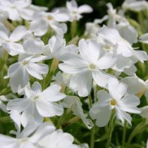 Флокс шиловидный Уайт Делайт» (Phlox subulata ‘White Delight’)