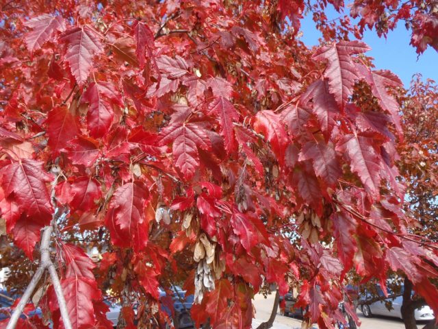 Клен амурский (Acer ginnala)