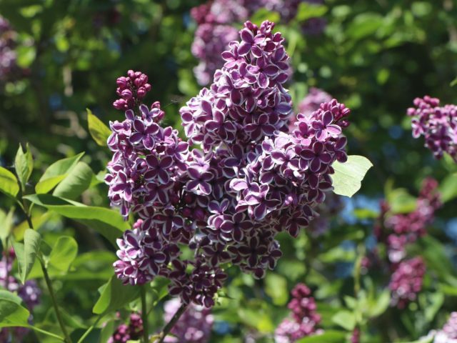 Сирень обыкновенная (Syringa vulgaris)