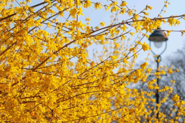 Форзиция (Forsythia)