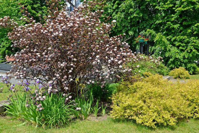 Пузыреплодник (Physocarpus opulifolius)