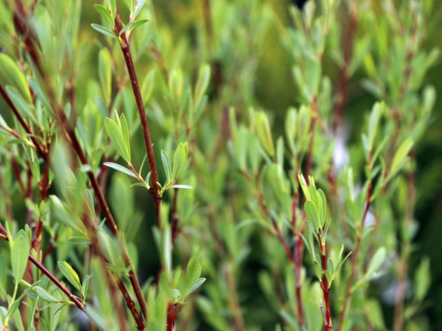 Ива пурпурная (Salix purpurea)