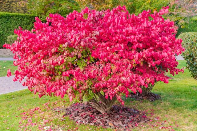 Бересклет крылатый (Euonymus alatus)