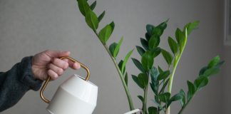 12 теневыносливых растений для северного окна