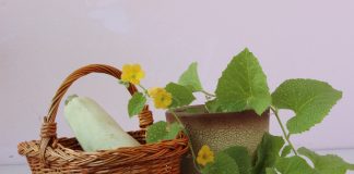 15 ошибок при выращивании кабачков, которые часто совершают огородники