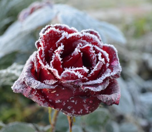 5 морозостойких роз для северных садов - Декоративные кустарники 5 морозостойких роз для северных садов