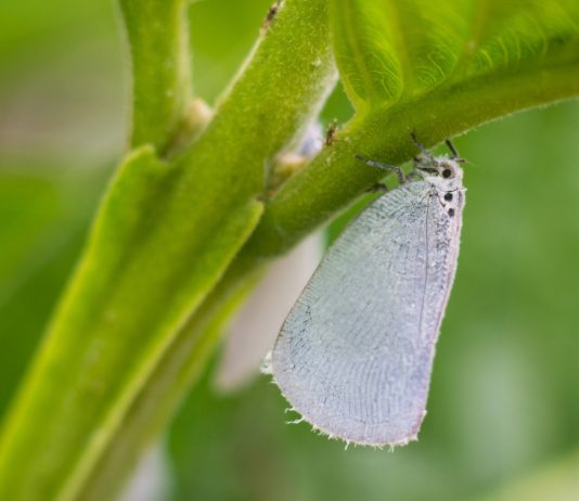 Чистый сад без вредителей, или Как съесть свой урожай самому
